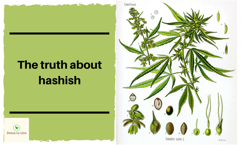 detoxtolive.com - The truth about hashish